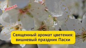 Минск. Священный аромат цветения - вишневый праздник Пасхи