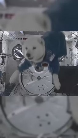 Что происходит с животными в невесомости？ 🐱🐶🐭🐸