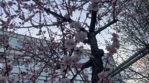 КРАСОТА  ВПЕЧАТЛЯЕТ #природа #плодовыедеревья #топ #лучшее #весна #красиво #like #нравится #цветы