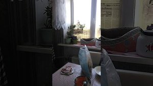 Делаю подливку с сосисками для гречки 2 часть