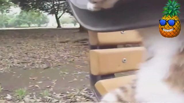 Фейлы со зверями 2013. Просто улетное видео! смотреть онлайн