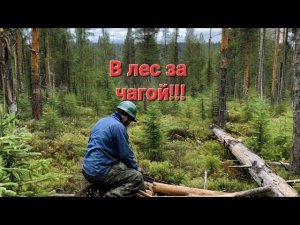 В лес на поиски чаги.Собираем чагу на продажу.