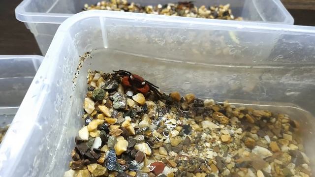 ДЬЯВОЛОВ СТАЛО БОЛЬШЕ