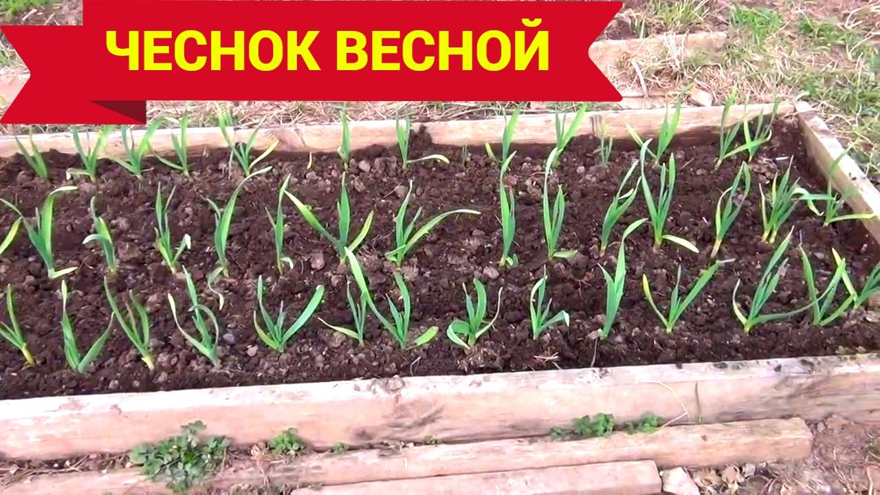 Озимый чеснок весной. Что нужно сделать.