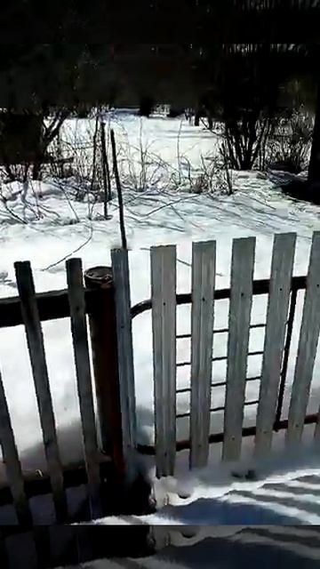 Снт Дружба. Сад за 85 000 руб. смотреть онлайн