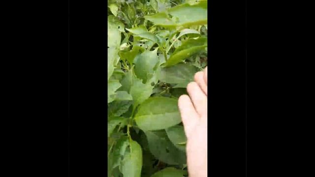ПЕРЕЦ СЛАДКИЙ ЯРМАРОЧНЫЙ - СУПЕР УРОЖАЙ