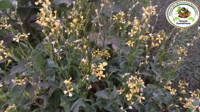 Arugula Benifits | تارا میرا کے فائدے | Nawab Dawakhana смотреть онлайн