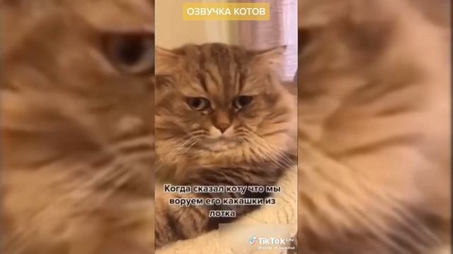 видео про животных из ТikTok смотреть онлайн