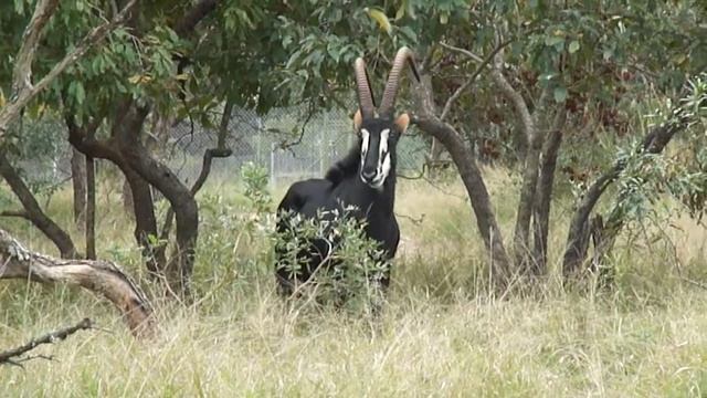Kapama - Sable Antilope смотреть онлайн