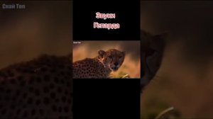 Звуки гепарда