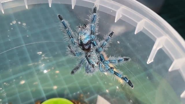 Brachypelma Hamorii & Caribena Versicolor смотреть онлайн