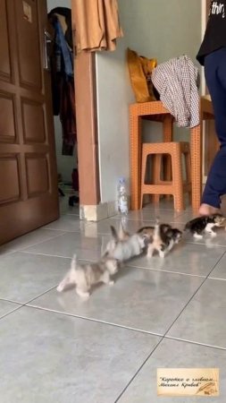 КОТОВОСТОК 2000...