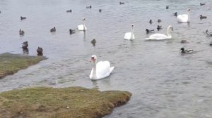 Птицы на Городищенском озере в Изборске