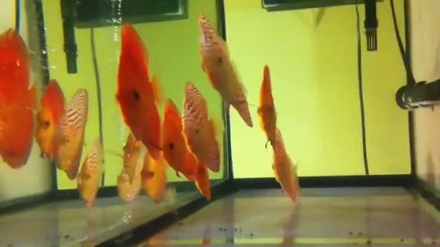 Albino leopard and RGD смотреть онлайн