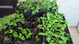 Все о прищипке. Кобея, петуния, левкой.