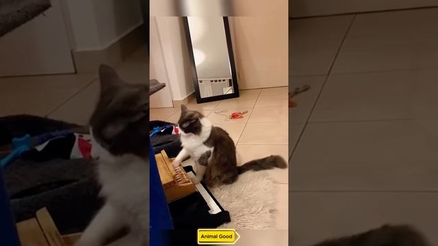 They play the piano better than me #cats #cutecats