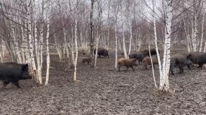Охота на Кабана