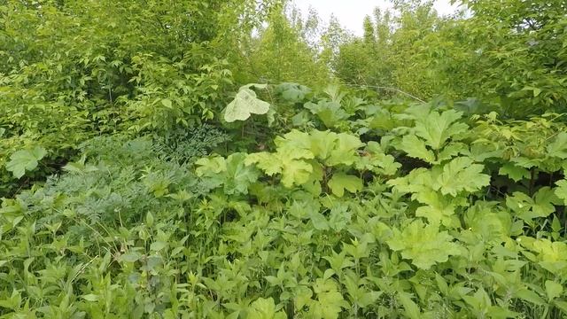 Топинамбур против борщевика! смотреть онлайн