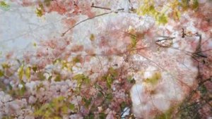 Успокаивающая, расслабляющая музыка снимает стресс и помогает не думать слишком много #2