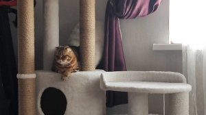 приватизация жилья😄🐱
