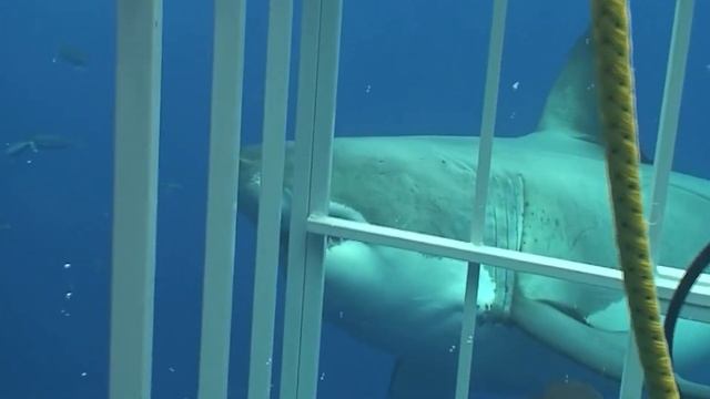 Great white shark VS Orcas | Who is more dangerous? King of the ocean or Crazy serial killer