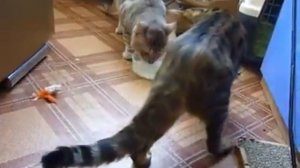 Весёлые детские песни! Убежало молоко...