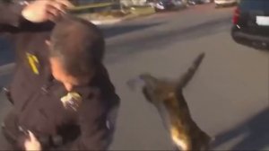 Приколы с животными (Умора)