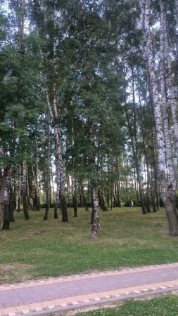 Березовая роща
