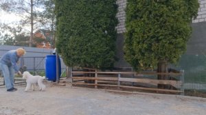 ATAMI FLEUR DE LIS. 4.5 МЕС. СТАНДАРТНЫЙ ПУДЕЛЬ. 2025 Г