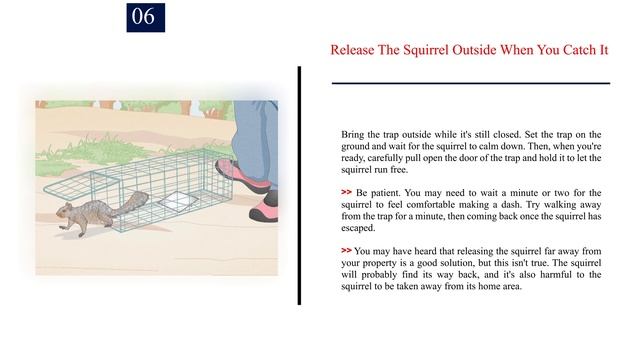 11 Clever Ways to Catch a Squirrel | How to Catch a Squirrel | The Guardian's Choice смотреть онлайн