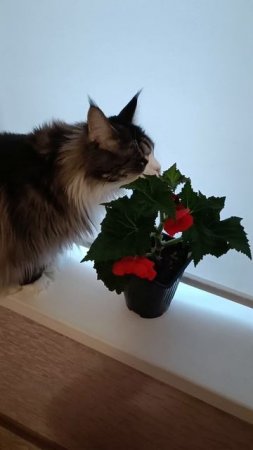 Фулиганим🤣