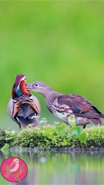 Beautiful Birds and Flowers with Relaxing Music 🐦 # Shorts #relaxation #relaxingvideos #nature