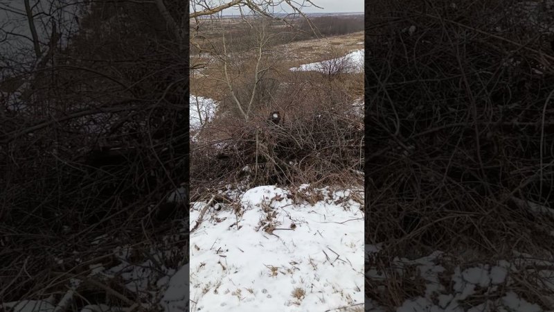 Привязать кошку