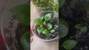 ЛОБЕЛИЯ МНОГОЛЕТНЯЯ И ОДНОЛЕТНЯЯ