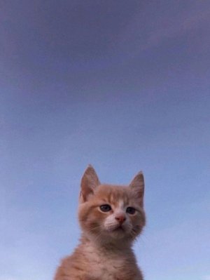 про