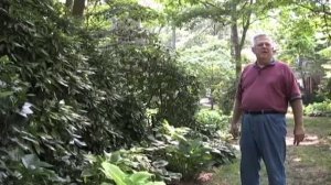 Green Thumbs: Howard Luttrell's hostas