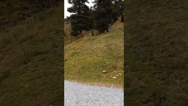 Альпы,Аlpen,гора Грао Когел.Grae Kogel.Цирбе вег.Zirbe Weg. смотреть онлайн