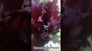 Тюльпан Black Parrot