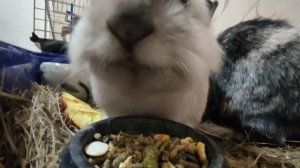 Большая крольчиха Афродита кидается и выгоняет меня из своего дома