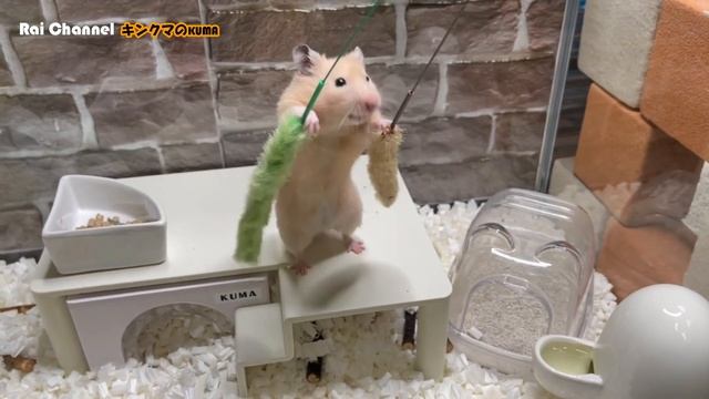 ハムスターに猫じゃらし３【行動観察】キンクマハムスター検証