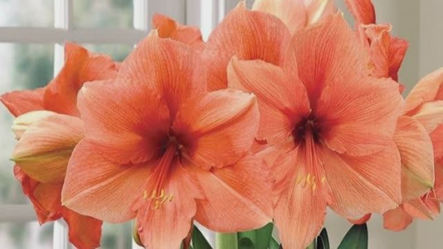 Домашний цветок гиппеаструм - Уход и выращивание смотреть онлайн