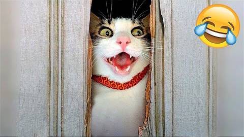 ПРИКОЛЫ С ЖИВОТНЫМИ ДО СЛЕЗ #22 Смешные КОТЫ И СОБАКИ  Приколы