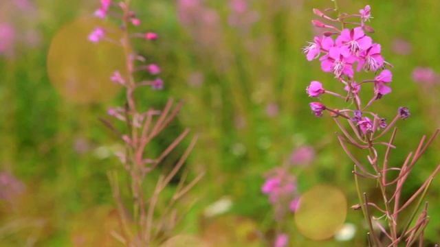 Косметика ТМ White Mandarin смотреть онлайн