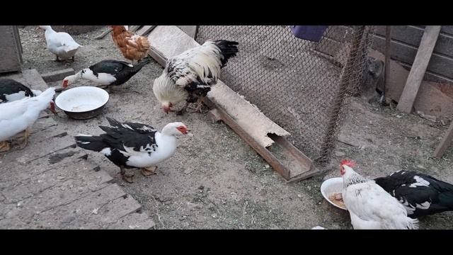 Я ТАКОГО ПОВОРОТА НЕ ОЖИДАЛА,НАВЕЛИ ПОРЯДОК В БАРБИ ДОМИКЕ,УБОРКА,РАСПРОДАЖА,ПРИГОРОД КИЕВА,ВЛОГ смотреть онлайн