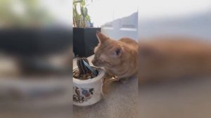 Приколы с животными (Умора)