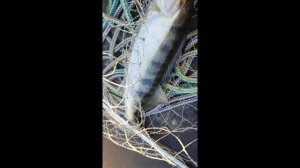 Рыбалка на судака в центре Астрахани