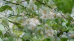 Styrax japonica (Snowbell Tree)