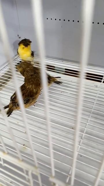 Last 3 Crested of the year смотреть онлайн