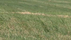 Заготовка суданской травы в ФХ "Кутузовский"