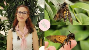 Бражник Мёртвая голова. Всё о бабочке с мистической репутацией